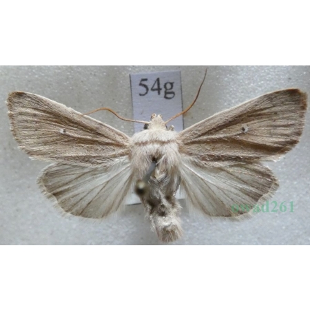 Mythimna sicula (Treitschke, 1835) Czech54g